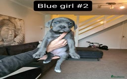 Cane Corso dogs for sale: WORLD CLASS CANE CORSO PUPPIES! 2 Males 4 Females. - Advert 16