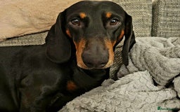 Dachshund dogs for sale: Dachshund boy - Image 5