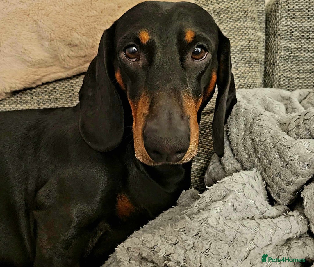 Dachshund dogs for sale: Dachshund boy - Image 5