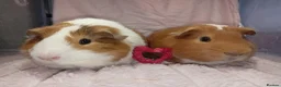 Guinea Pig rodents for sale: 2 bonded male guinea pigs  - Advert 5