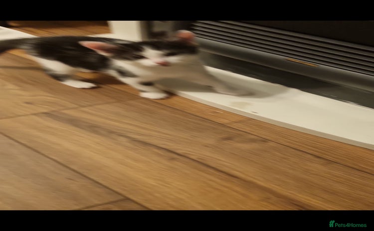 Mixed Breed cats - Advert 2