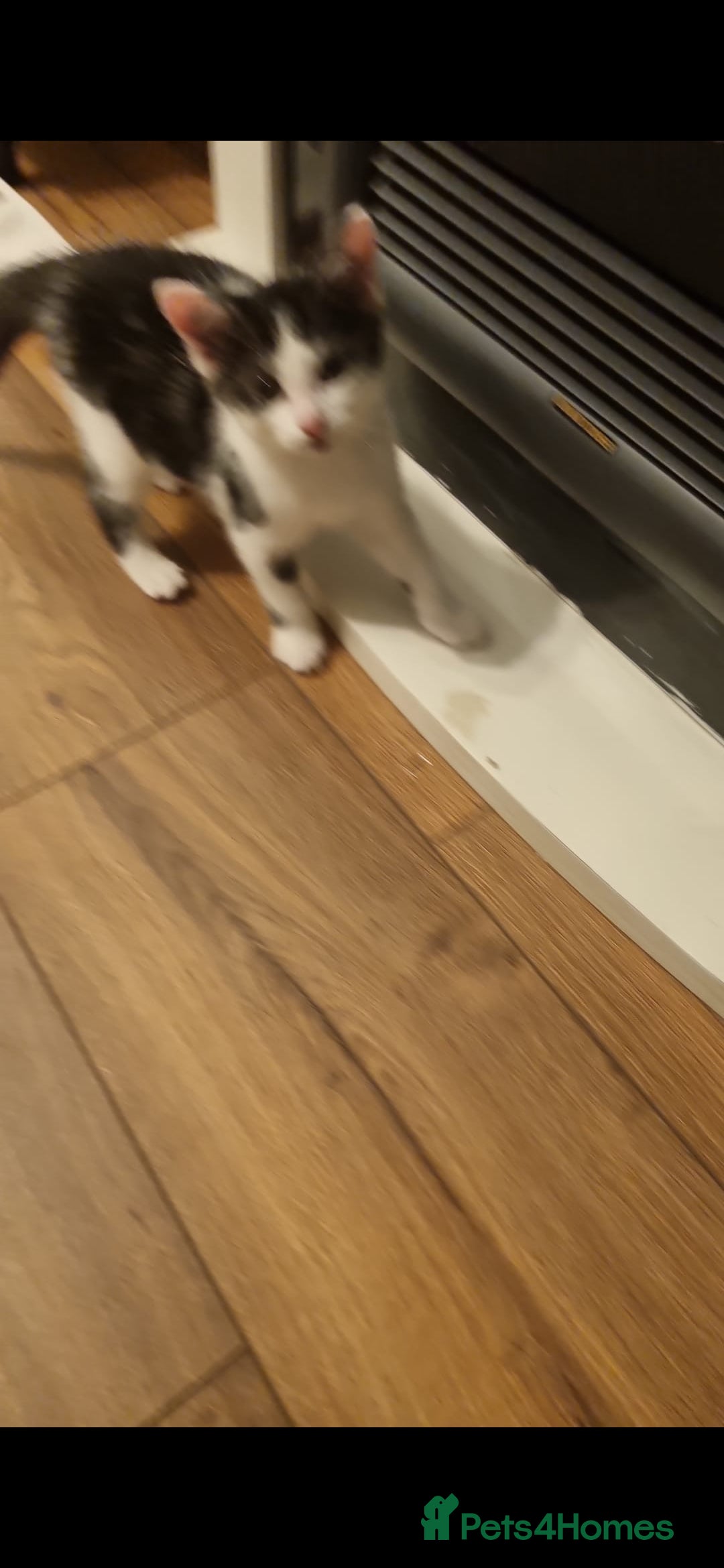 Mixed Breed cats for sale: Beautiful black and white kittens  - Image 6
