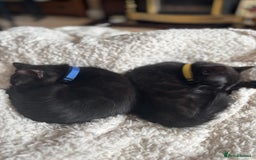 Mixed Breed cats for sale: Two kittens to go to a good home - Image 1