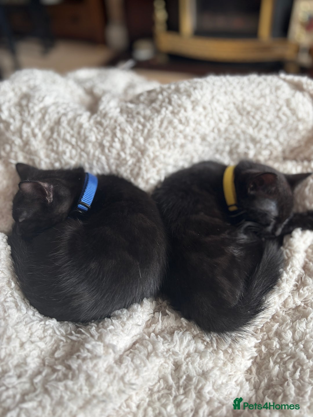 Mixed Breed cats for sale: Two kittens to go to a good home - Image 1