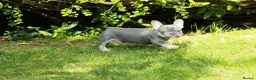 French Bulldog dogs for sale: Probably the best litter of Frenchies in the UK - Advert 13