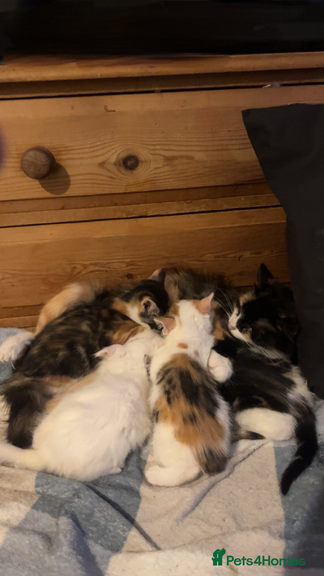 Domestic Shorthair cats for sale: cute calico kittens - Advert 6