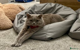 Scottish Fold cats for sale: Beautiful Scottish fold/straight lilac kittens  - Image 11