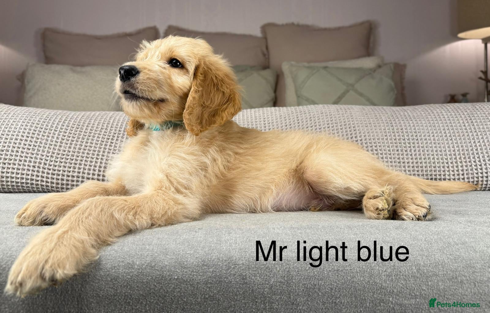 Goldendoodle dogs These will be stunning adults. Real head turners. - Advert 13