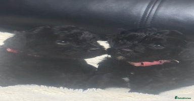 Cavapoo dogs - Advert 14