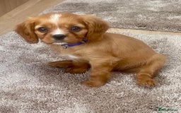 Cockalier dogs for sale: Gorgeous Cockalier Puppies… - Image 3