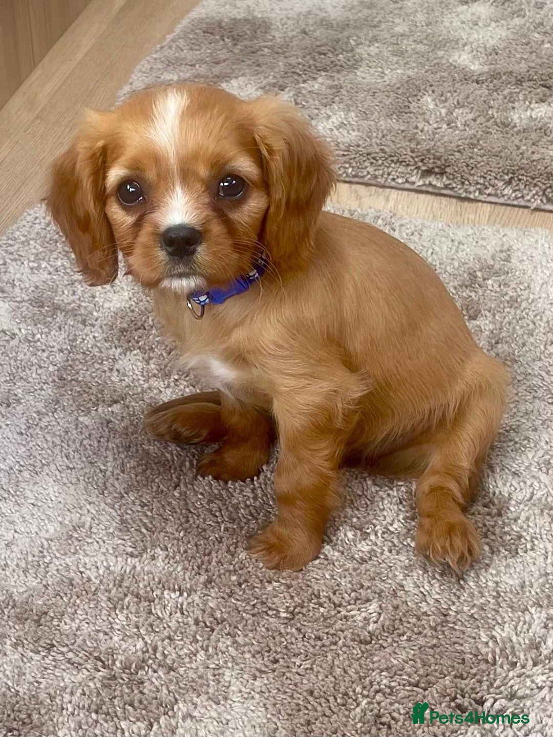 Cockalier dogs for sale: Gorgeous Cockalier Puppies… - Image 3