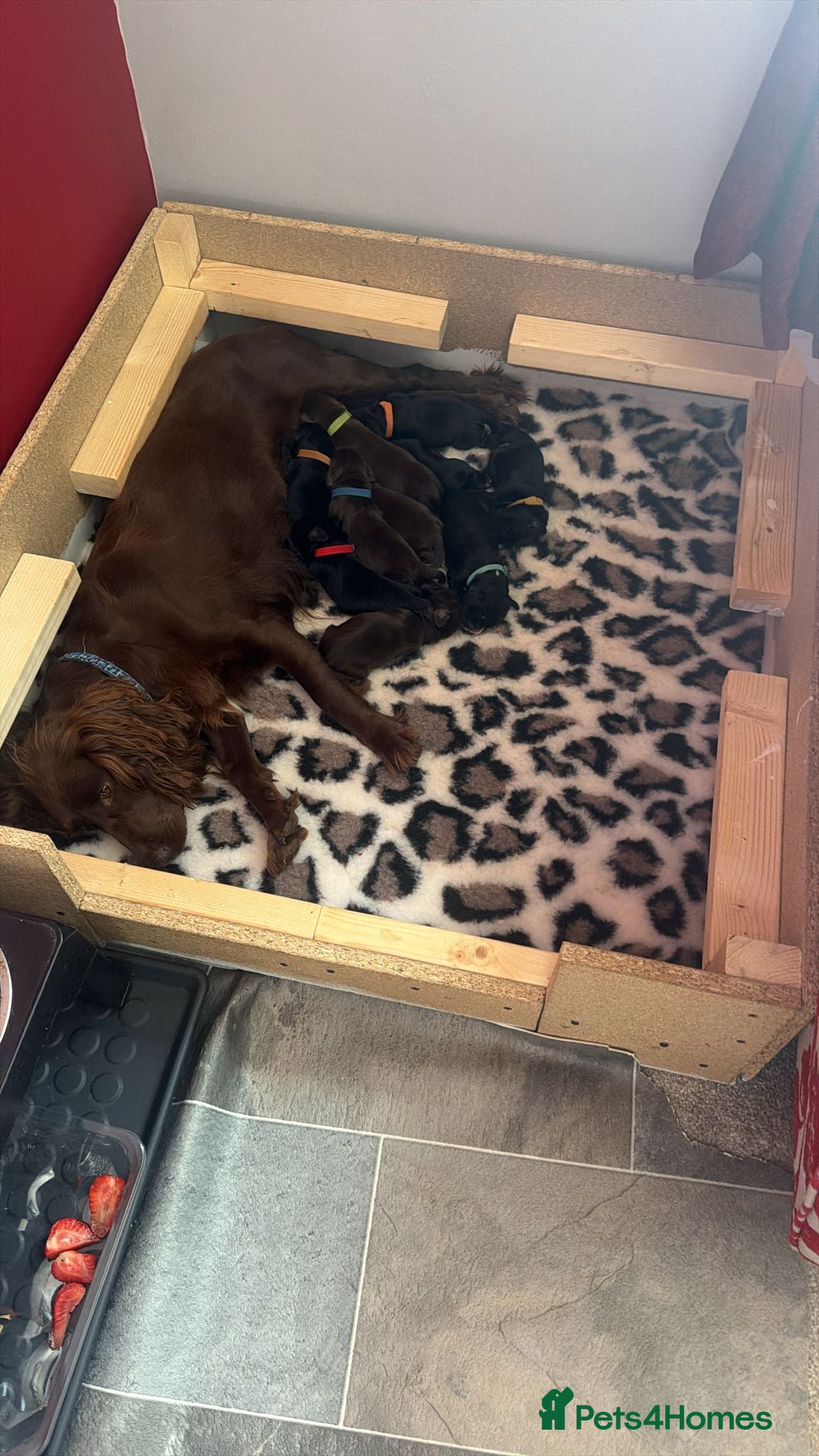 Cocker Spaniel dogs for sale: Litter of 10 gorgeous working Cocker Spaniels in Norwich - Advert 4