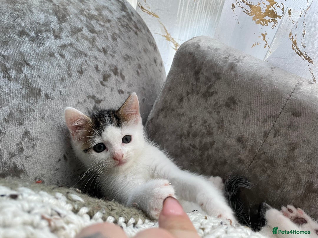 Turkish Van cats for sale: One male tri colour  - Image 13
