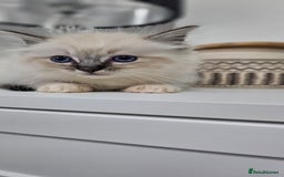 Ragdoll cats for sale: Stunning ragdoll kittens  - Image 10