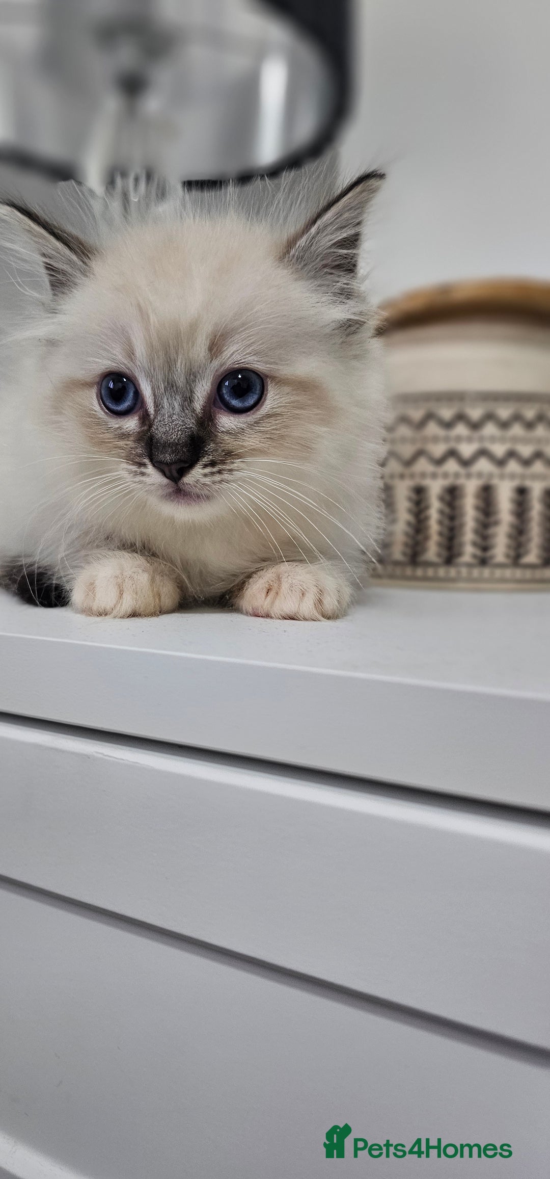 Ragdoll cats for sale: Stunning ragdoll kittens  - Image 10