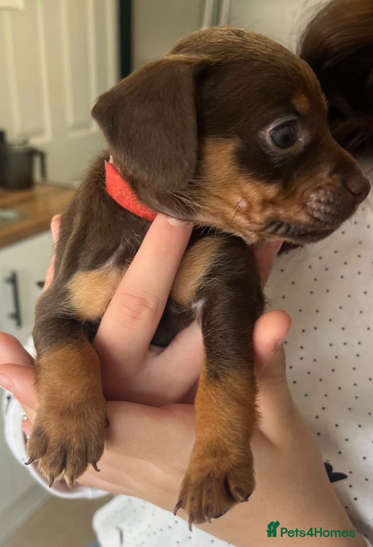 Mixed Breed dogs 7 Beautiful Frenchie x dashund pups  - Advert 22