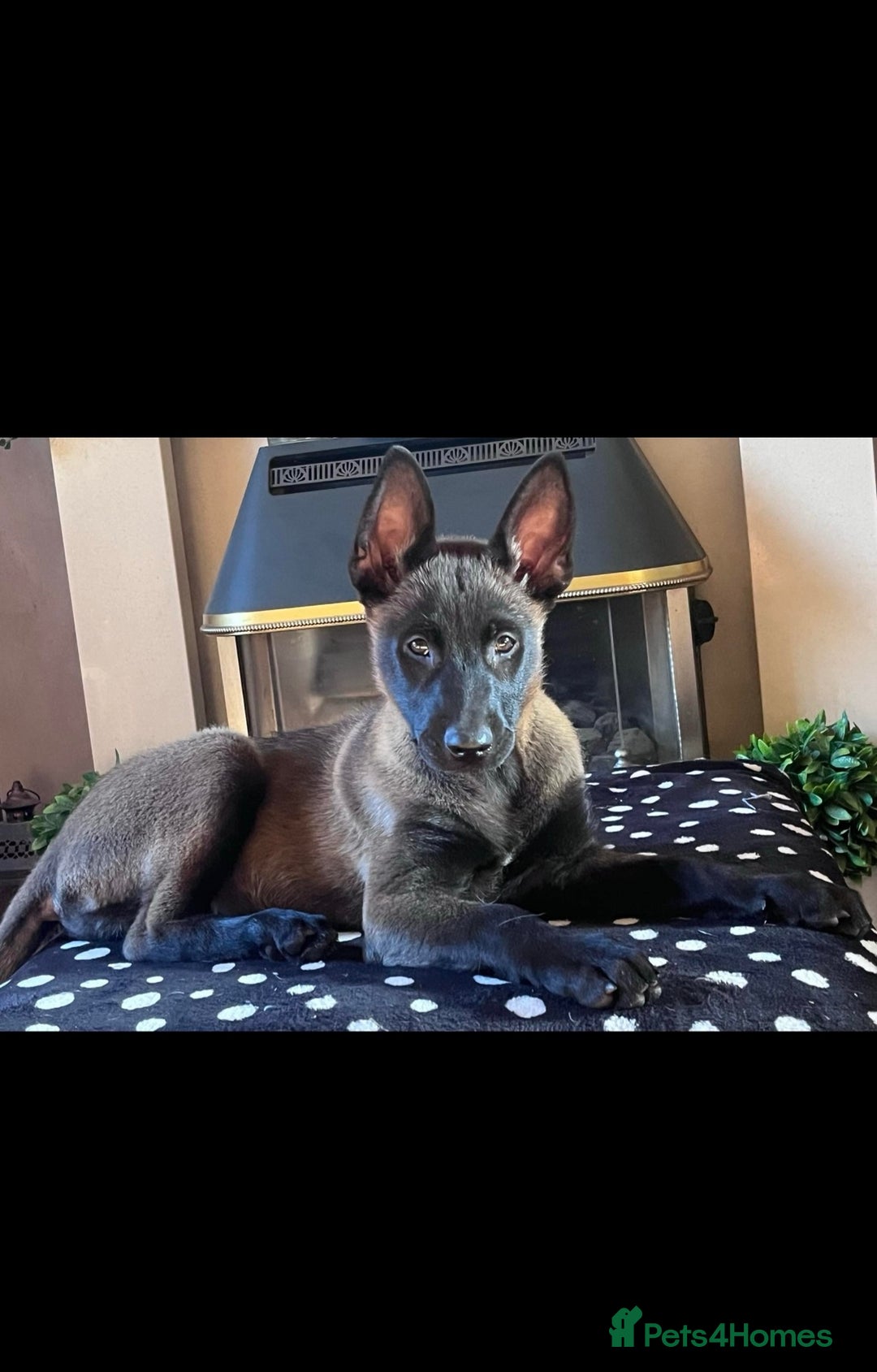 Belgian Shepherd Dog dogs for sale: Belgian Malinois Puppies For Sale  - Image 2