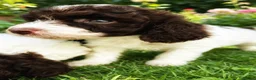 Cockapoo dogs for sale: Stunning Liver Roan Female Cockapoos Pups - Advert 4