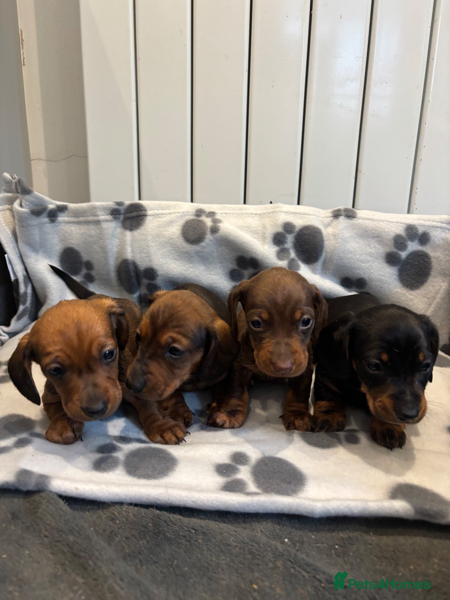 Miniature Dachshund dogs for sale: Miniature Dachshund Puppies - Advert 20