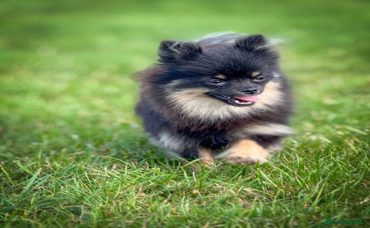 Pomeranian dogs - Advert 5