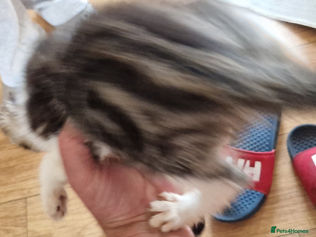 Mixed Breed cats for sale: ready to go - Image 21