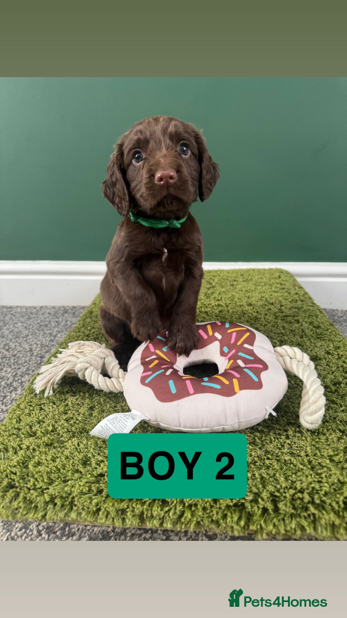 Cocker Spaniel dogs 3 Chocolate Boys left…Ready to leave in 21 days - Advert 1