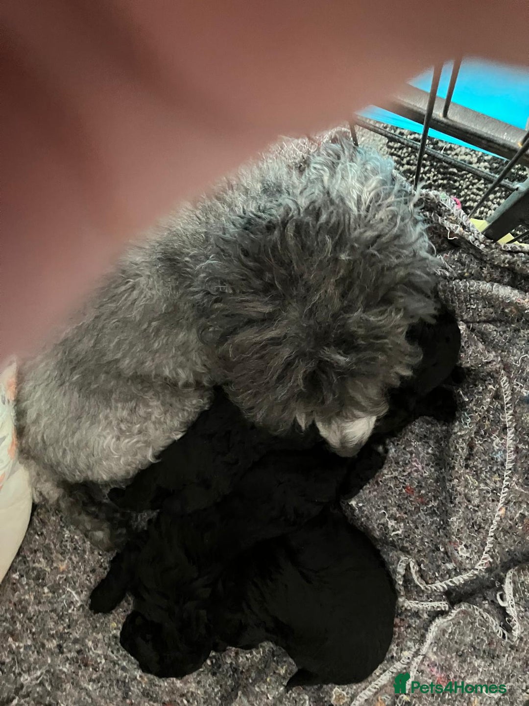 Toy Poodle dogs for sale: Toy poodles - Image 1