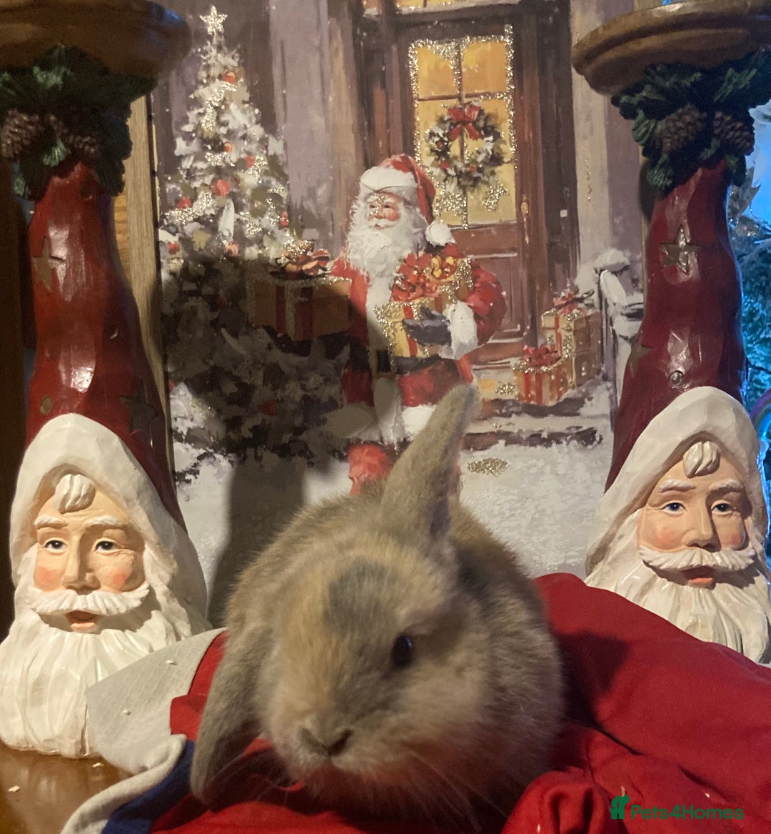 Mini Lop rabbits for sale: Stunning mini lop  - Advert 3