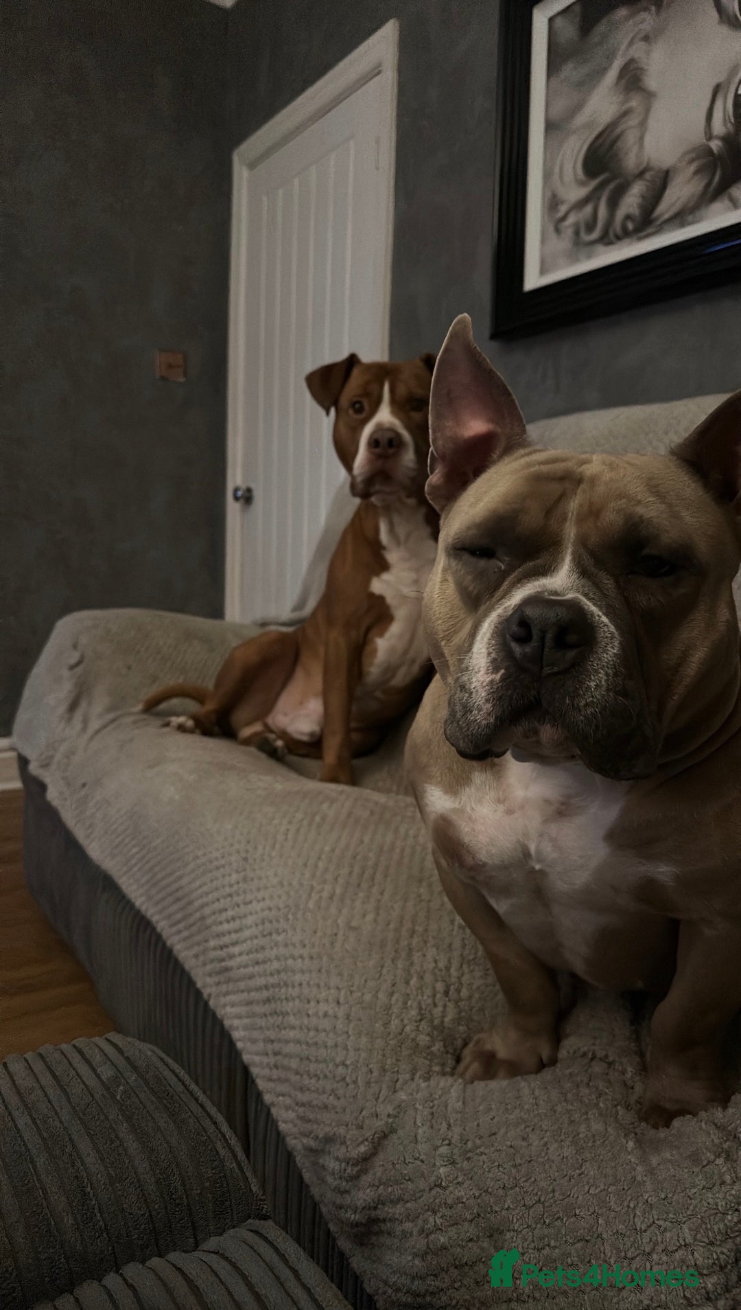 Mixed Breed dogs for sale: Pocket Bully Cross/ American Bully - Advert 17