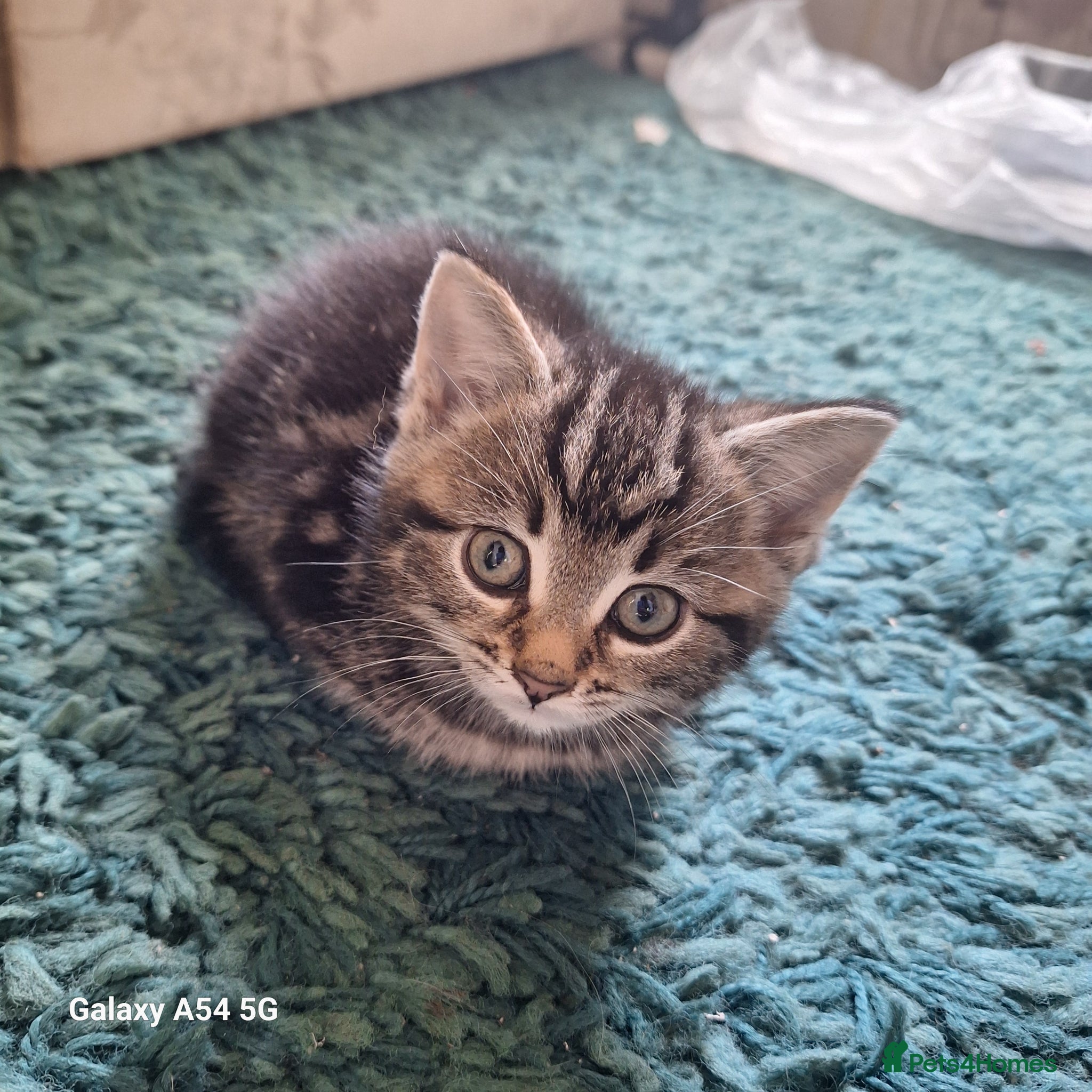 Mixed Breed cats for sale: Kittens  in Sidmouth - Advert 4