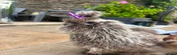 Chickens poultry for sale: 3 beautiful female silkies  - Advert 18