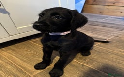 Labradoodle dogs for sale: Health Tested - F1 Labradoodles - Image 10