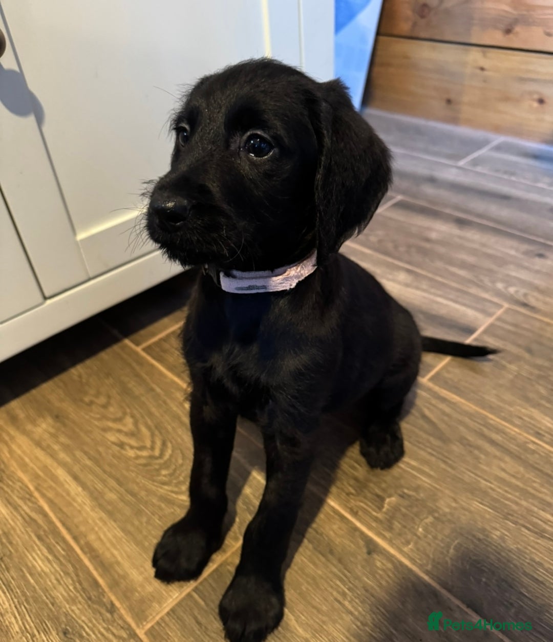 Labradoodle dogs for sale: Health Tested - F1 Labradoodles - Image 10