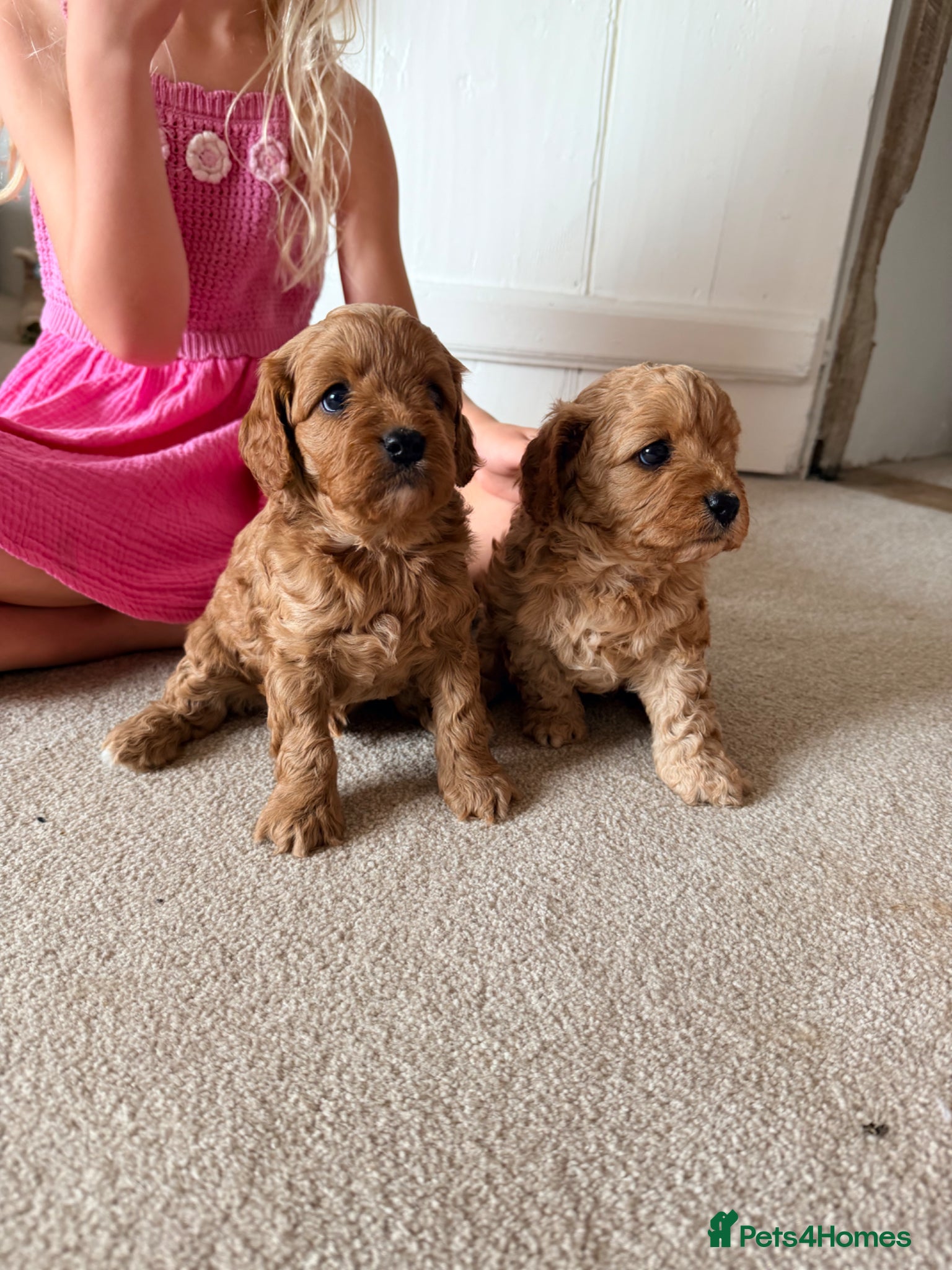 Cavapoo dogs 🐶 FAMILY CAVAPOO PUPPIES 🐶 - Advert 1