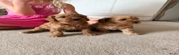 Cavapoo dogs for sale: 🐶 FAMILY CAVAPOO PUPPIES 🐶 - Advert 1
