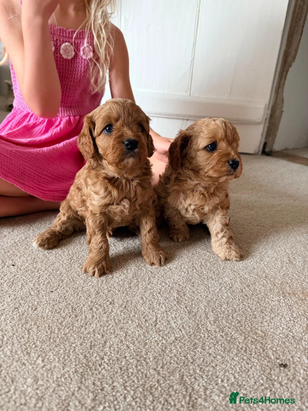 Cavapoo dogs for sale: 🐶 FAMILY CAVAPOO PUPPIES 🐶 - Advert 1