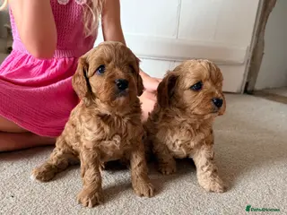 Cavapoo dogs for sale: 🐶 FAMILY CAVAPOO PUPPIES 🐶 - Advert 2