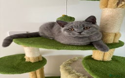 British Shorthair cats for sale: Chunky British Shorthair Kittens in Braintree - Image 27