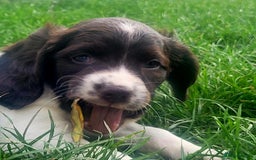 English Springer Spaniel dogs for sale: KC Registered English Springer Spaniels  - Image 11