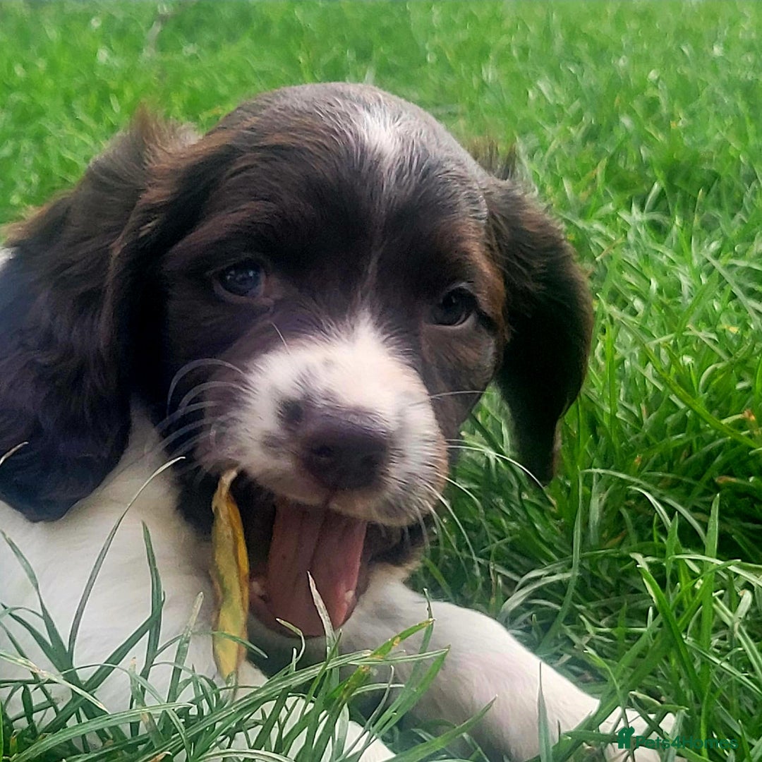 English Springer Spaniel dogs for sale: KC Registered English Springer Spaniels  - Image 11