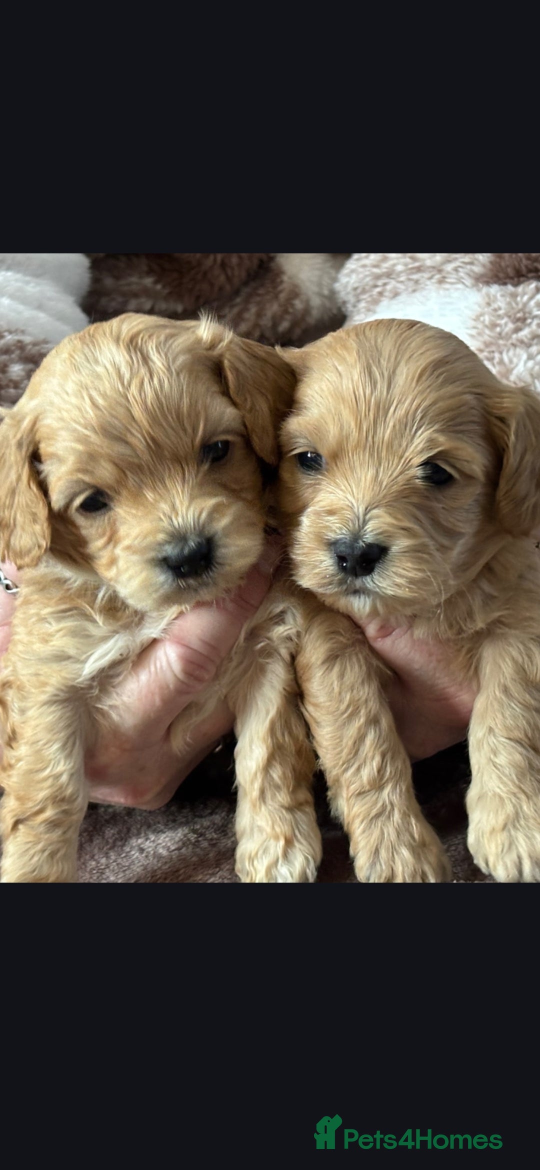 Mixed Breed dogs ✨️✨️ Stunning Cavapoochon Puppies ✨️✨️ - Advert 7