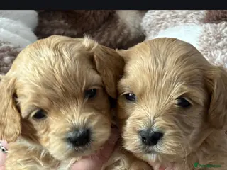 Mixed Breed dogs ✨️✨️ Stunning Cavapoochon Puppies ✨️✨️ - Advert 7
