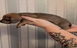 Miniature Dachshund dogs for sale: Miniature Dachshund Puppies For Sale  - Advert 13