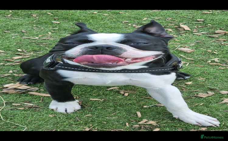 Boston Terrier dogs for stud in Leeds - Advert 4