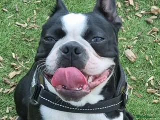 Boston Terrier dogs KC WILDAX, SKIN DEEP CHAMP LINE STUD - Advert 11