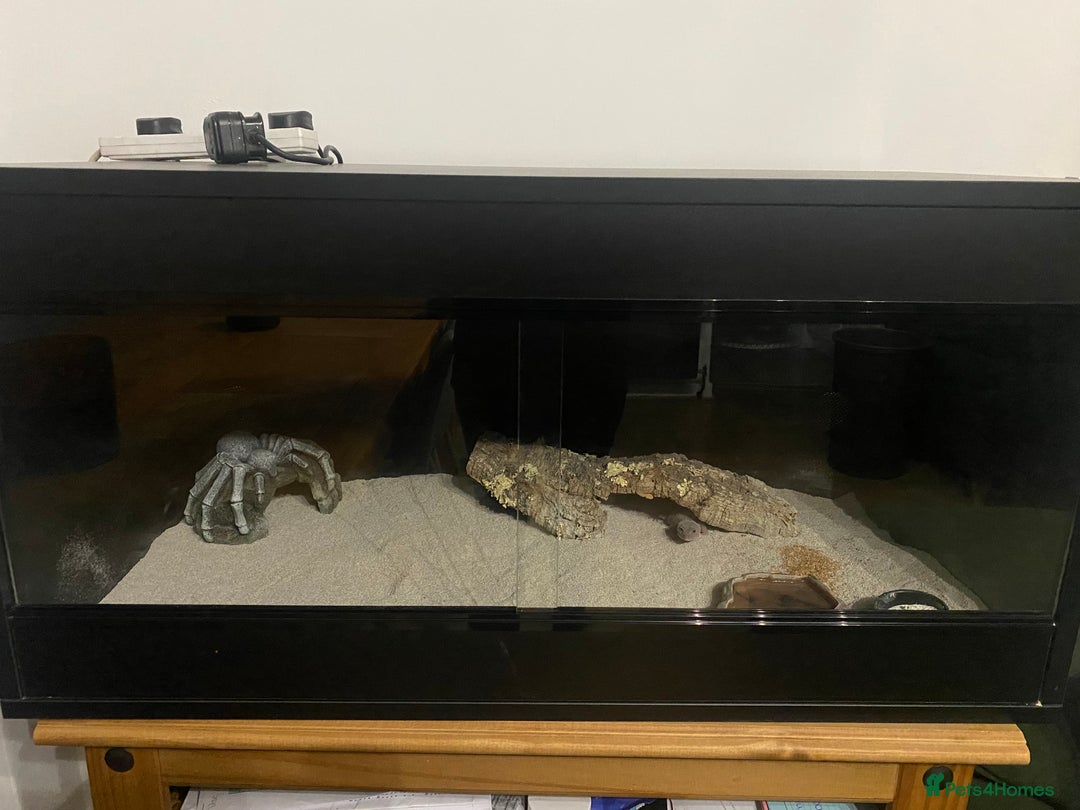 Gecko reptiles for sale: Grey and pink blizzard leopard gecko and set up. - Advert 2