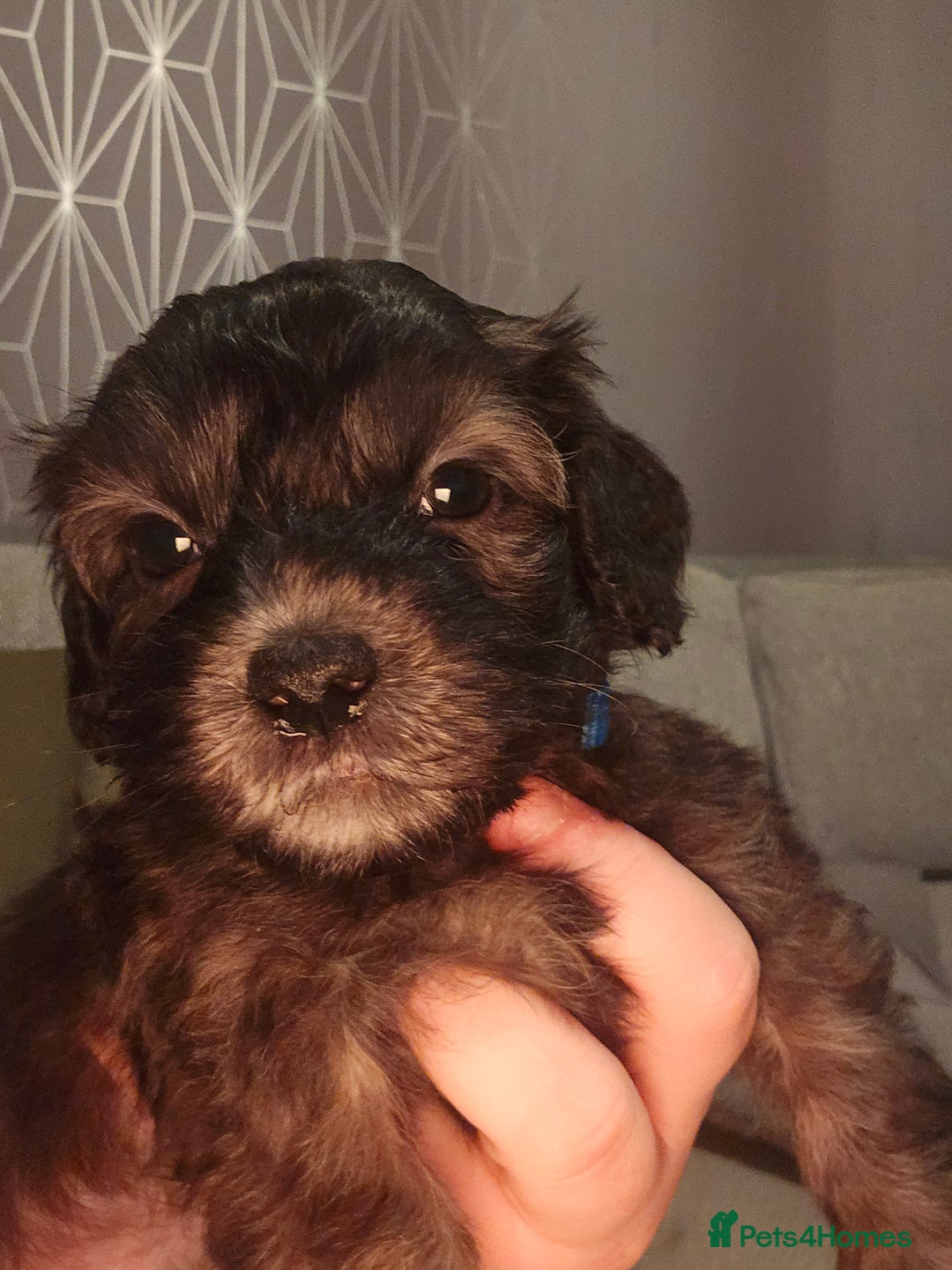 Shihpoo dogs for sale: 🐾REDUCED 2 Boys £800 - Shihpoo Puppies🐾 - Advert 35
