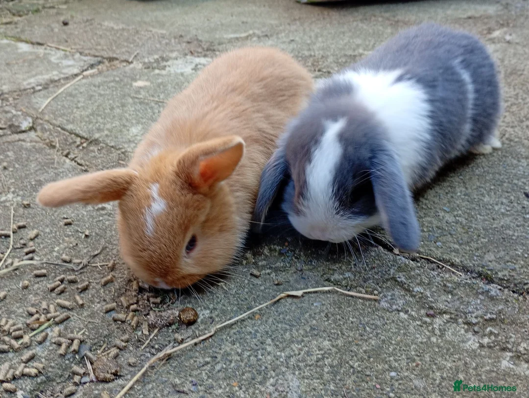 Mini Lop rabbits for sale: Gorgeous baby mini lops  - Advert 1