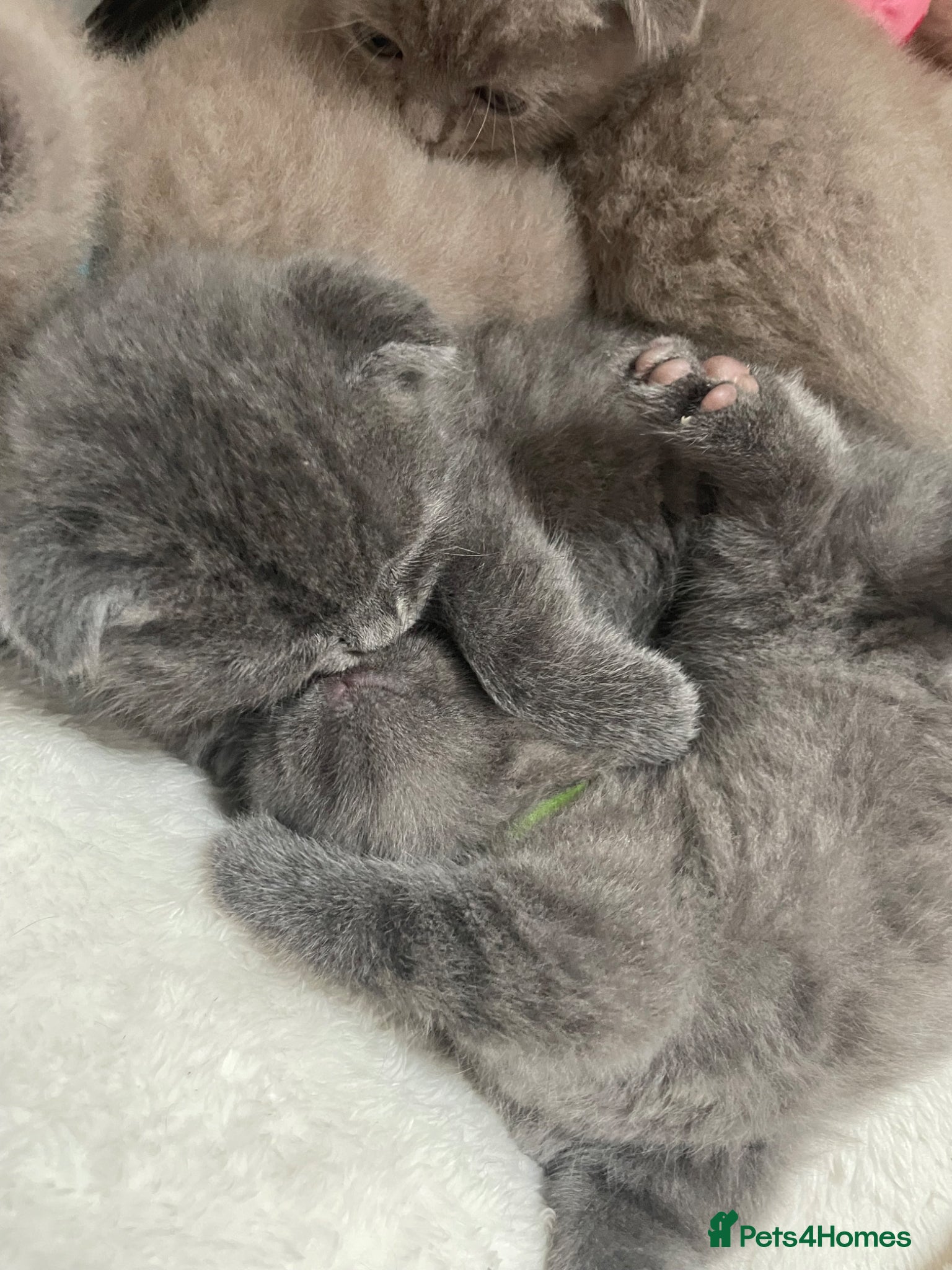 Scottish Fold cats Adorable Scottish Fold Kittens looking 🩶homes - Advert 6