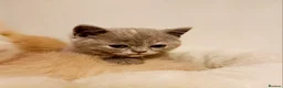 British Shorthair cats for sale: British Shorthair Males & Females in Leicester - Advert 9